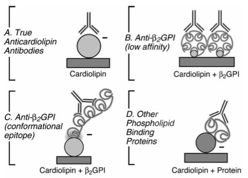 B2GPI Cardiolipin Prothrombin, Protein C, Protein