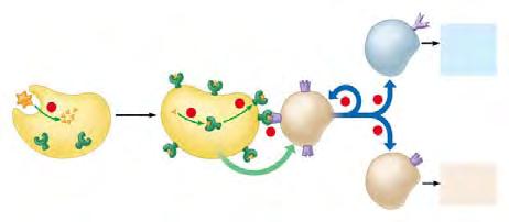 What do Helper T Cells do?