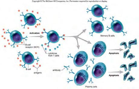 free (soluble) or bound to B cell surface (B cell receptor) Humoral & Cell-Mediated Immunity There are 2 basic types of adaptive immune response (IR): 1) humoral IR involves antibodies made by B