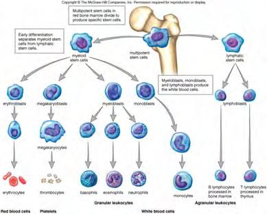 Blood Cell Production Hematopoietic stem cells in the bone marrow give rise to all types of blood cells stem cells are undifferentiated cells capable of giving rise to multiple cell types (and