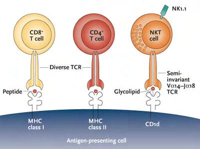 MHC-mediated Antigen Binding CD8 + T cells (CTLs and regulatory T cells) recognize peptide antigens ONLY if presented on