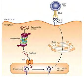 a T cell will only become activated if its TCR fits the MHC/peptide complex **specificity of T cell activation depends on