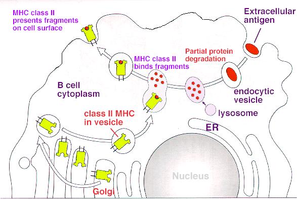 (endogenous antigen) endogenous proteins are chopped up into short peptides which fit into a groove in MHC class I
