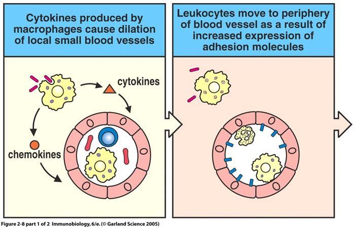 Cytokines and Chemokines