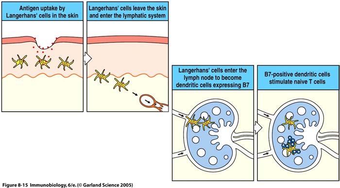 Dendritic Cells pick up antigen,