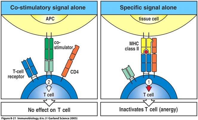Activation without co-stimulatory signal leads to anergy Cytokines