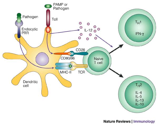 a co-receptor, is required for the activation of naïve T-cells.