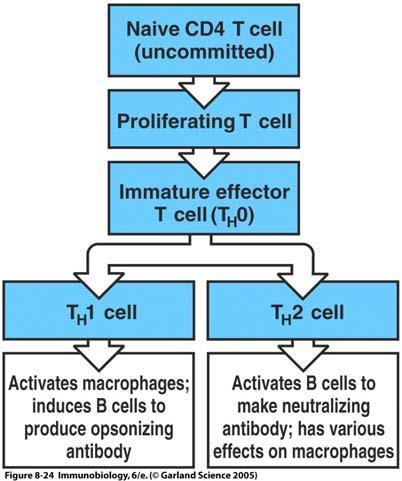 Different functional properties of Th1 and Th2 cells The Dendritic Cell