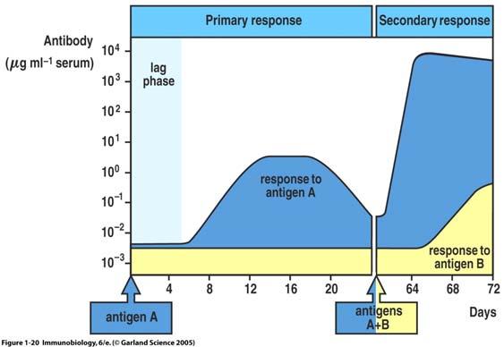 How does the Innate Response affect the Acquired Immune Response?