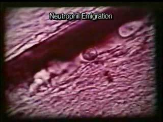 Diapedesis: Crawling Through Endothelial Junctions and Into
