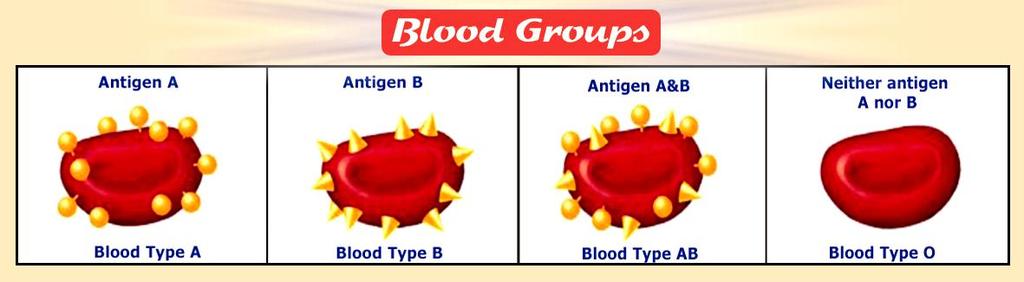 Blood groups Blood groups are classified according to the presence or absence of certain antigens (mucopolysaccharide) on the RBCs membrane (A & B antigens) A-B-O SYSTEM Group A B AB O % 40% 10% 5%