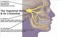 Cranial Nerve V: Major