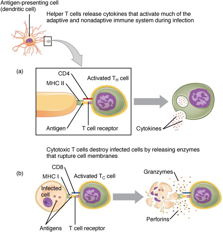 OpenStax-CNX module: m46560 12 Pathogen Presentation Figure 6: (a) CD4 is associated with helper and regulatory T cells.