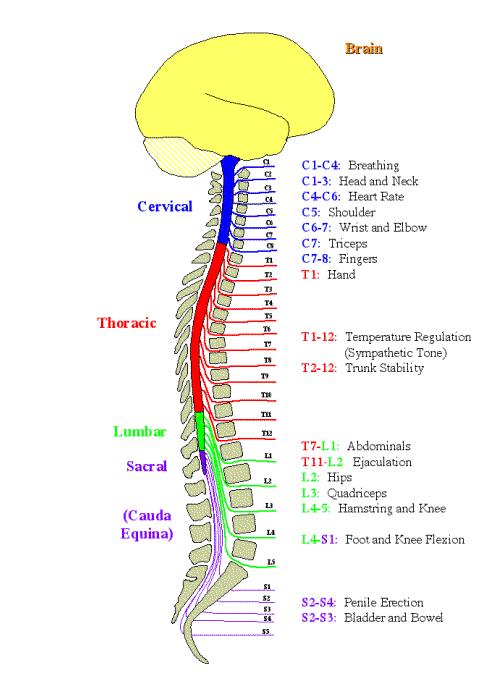 Different spinal cord levels supply