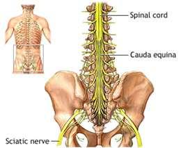 Outline of Talk Clinical case The anatomy of the spinal cord Definition of malignant spinal