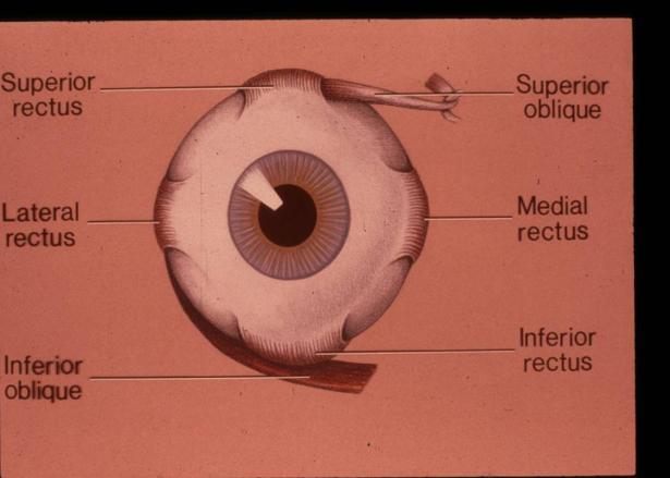 strabismus Eye exercises do