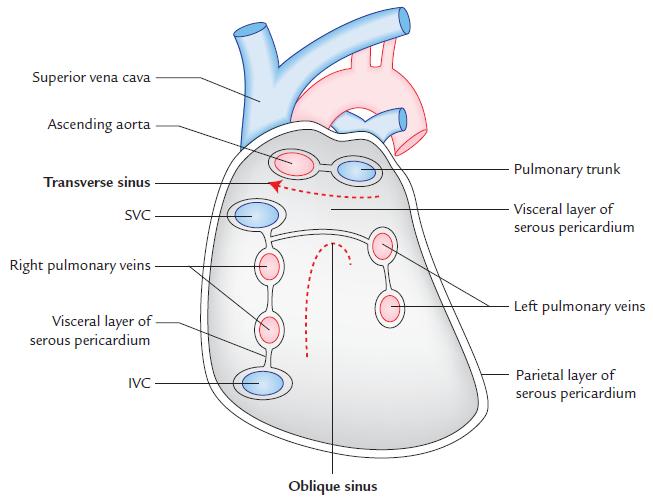 The fibrous pericardium and parietal layer of the serous pericardium receive somatic sensory nerve supply from the phrenic nerves.