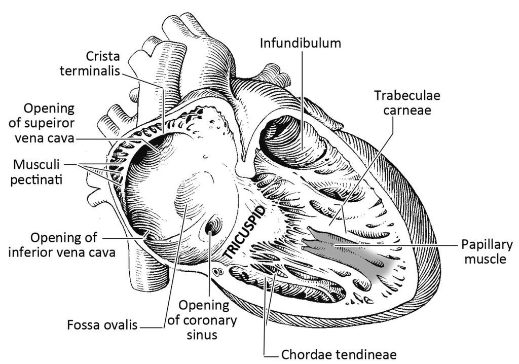 The Cardiac Chambers and Septa The right atrium Three veins drain blood into the right atrium. The superior vena cava drains venous blood from the head, neck, upper limbs and thoracic wall.