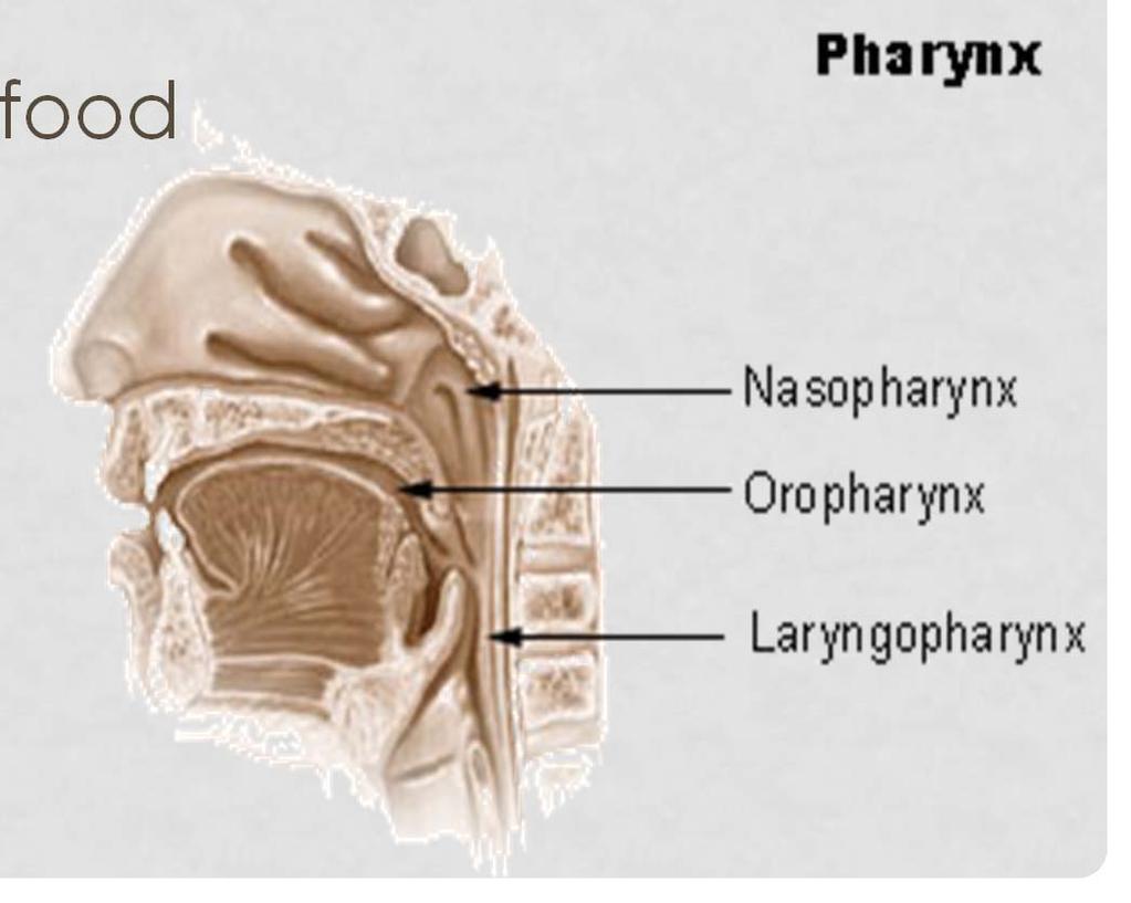 PHARYNX Starts at internal nares and extends to cricoid cartilage of larynx Contraction of skeletal muscles assists in deglutition