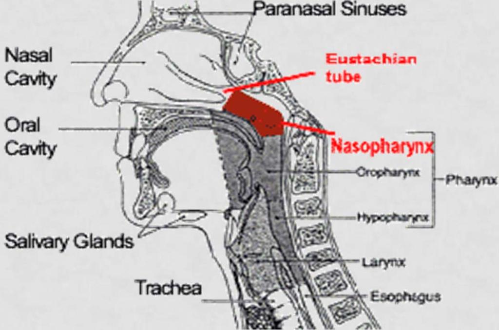 NASOPHARYNX Behind nose to soft palate.