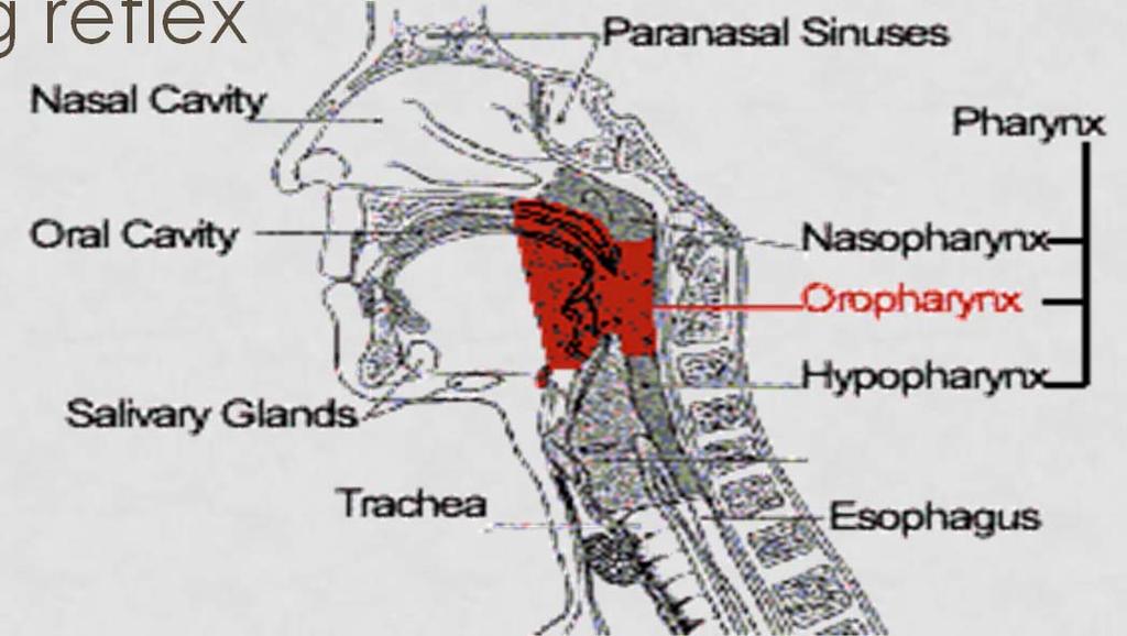 OROPHARYNX Behind mouth, from soft palate to hyoid bone, From tip of uvula to epiglottis ensures that air travels through the windpipe