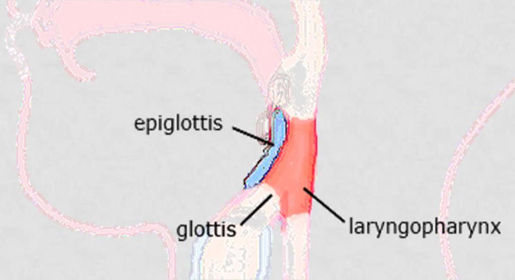 LARYNGOPHARYNX Hyoid bone to esophagus.