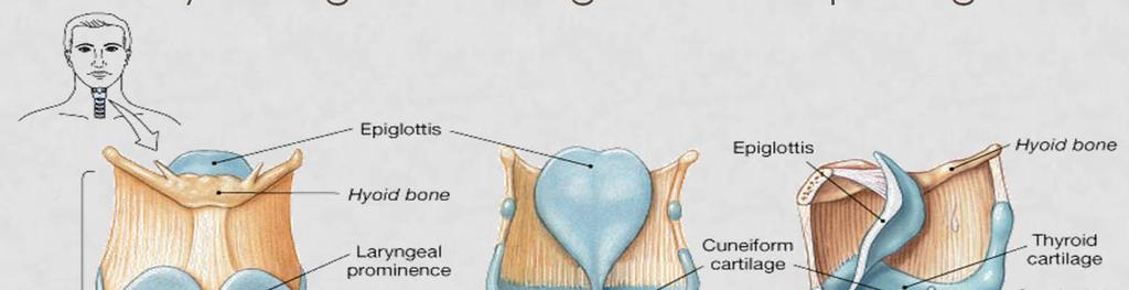 CARTILAGES OF THE LARYNX Thyroid cartilage - shield-shaped, forms laryngeal