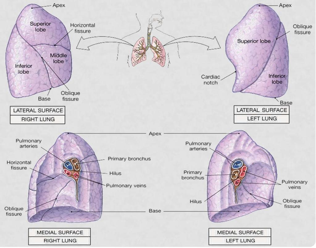 THE LUNGS Extend from diaphragm to the clavicles Divided into lobes by fissures.