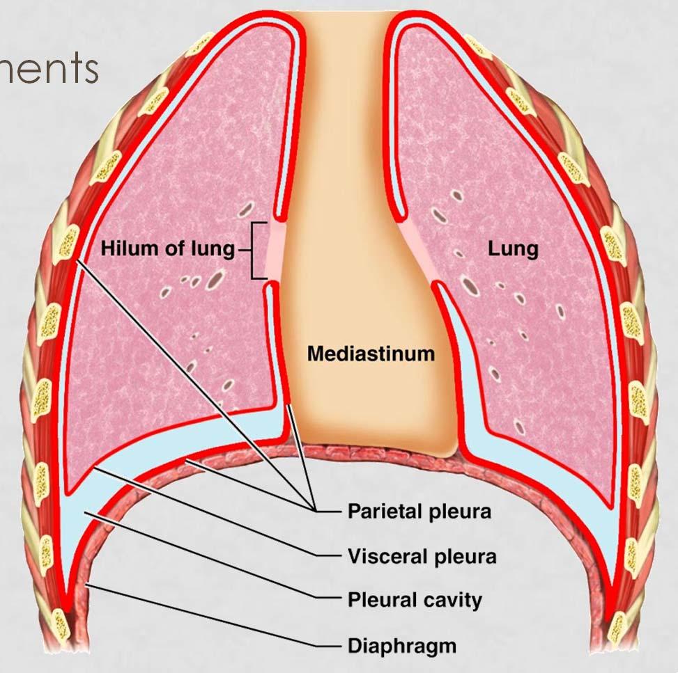 THE PLEURAE A double-layered sac surrounding each lung Parietal pleura - outer membrane Visceral pleura inner membrane - adheres to the lungs.