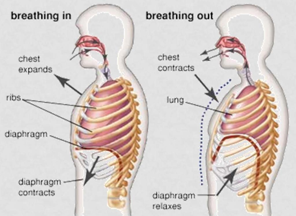 THE DIAPHRAGM Contraction of Diaphragm