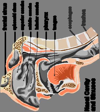 THE NASAL CAVITY External nares nostrils Divided by nasal septum Vestibule - anterior