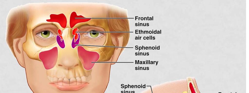 THE PARANASAL SINUSES Sinuses in