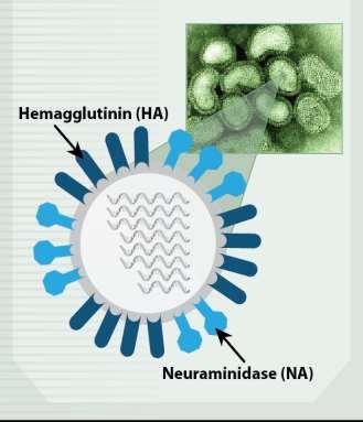Influenza A Virus Enveloped RNA virus: 8 segments, H and N are coded for by different segments 16