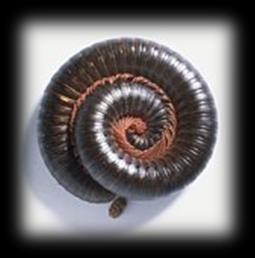 10 Protective and Defensive Strategies The slow nature of millipedes demands that they be well protected to escape from predators.
