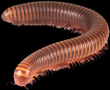 Pill millipedes roll into a very tight ball, not even exposing their legs.