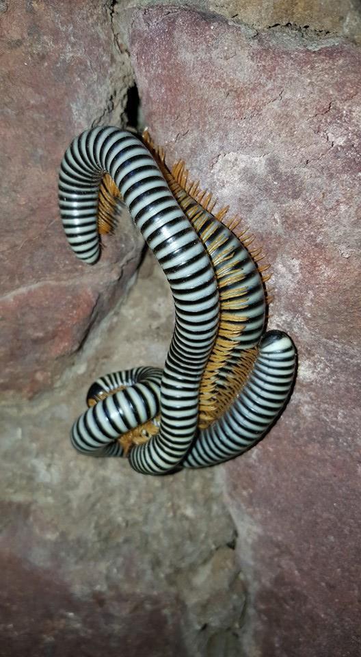 12 Reproduction Millipedes locate one another for mating purposes by a trail of pheromones that is laid down.
