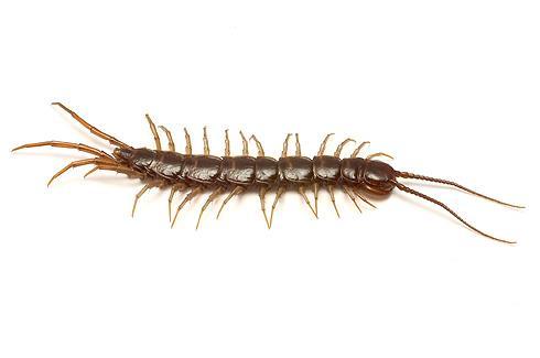 2 Phylum: Arthropoda Class: Myriapoda The term Myriapoda is now defunct in zoological terms, but is still useful in uniting all the arthropods that have elongated bodies with multiple legs and a