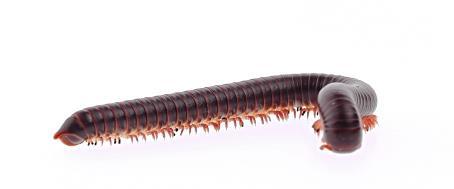 8 Characteristics of Millipedes The class is different to the centipedes in that each body segment bears two pairs of legs. These body segments are called diplosegments.