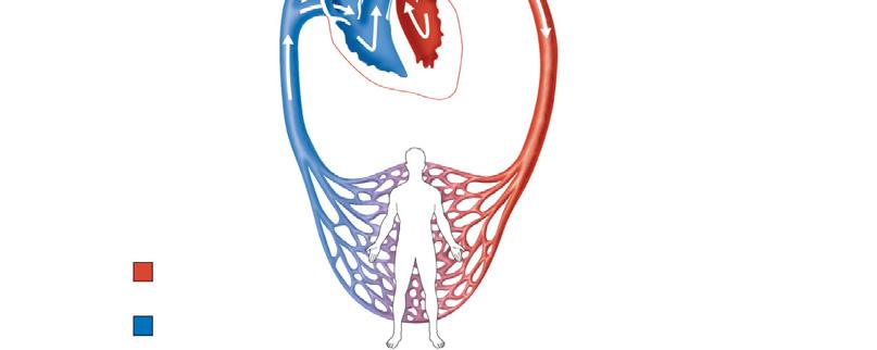 Heart Systemic Circuit Left Oxygen-rich, CO 2-poor blood Oxygen-poor, CO