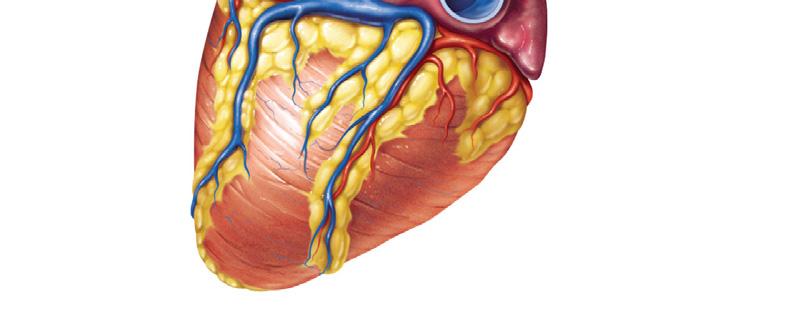 Inferior View of the Heart Left pulmonary Left pulmonary veins Auricle of left atrium Left atrium Great cardiac vein Posterior vein of left Left pulmonary pulmonary veins atrium Inferior vena cava