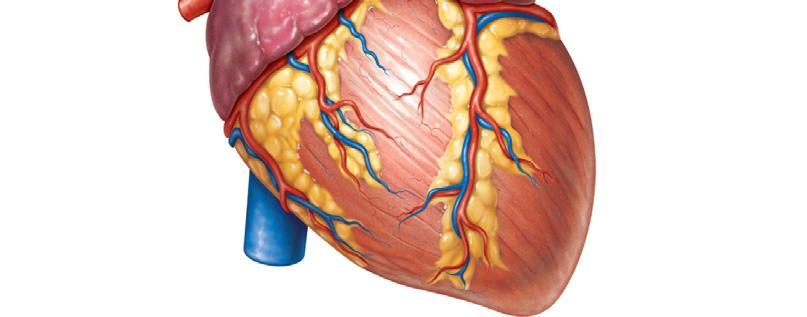Ligamentum arteriosum Left pulmonary Left pulmonary veins Auricle of pulmonary left atrium veins Circumflex atrium coronary Left coronary (in coronary
