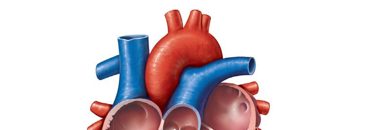 Inferior vena cava Left pulmonary Left atrium Left pulmonary veins Mitral (bicuspid) Aortic Left Papillary muscle