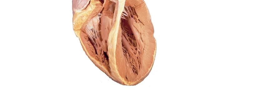 5f Gross anatomy of the heart.