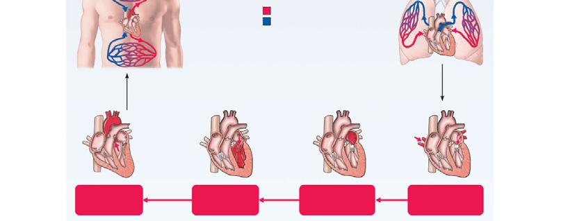 arteries Oxygen-rich blood Oxygen-poor blood To body Oxygen-rich blood is delivered to the body tissues (systemic circuit).