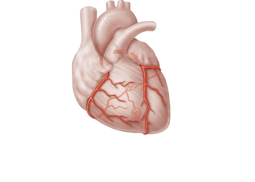 Superior vena cava Anastomosis (junction of vessels) Right atrium Right coronar y artery Right ventricle Right margina l artery Aorta Pulmonary trunk Left atrium