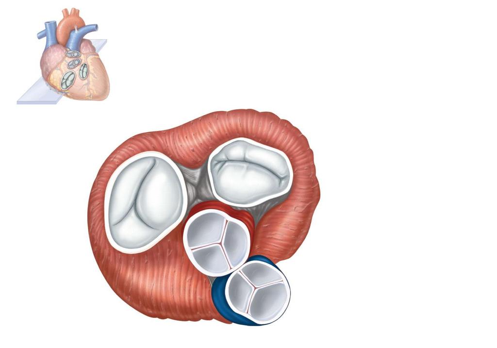 Pulmonary valve Myocardiu Aortic valve m Tricuspid Area of cutaway (right atrioventricular) Mitral valve valve Tricuspid Mitral valve (left atrioventricular) valve Aorti c valve Pulmonar y valve