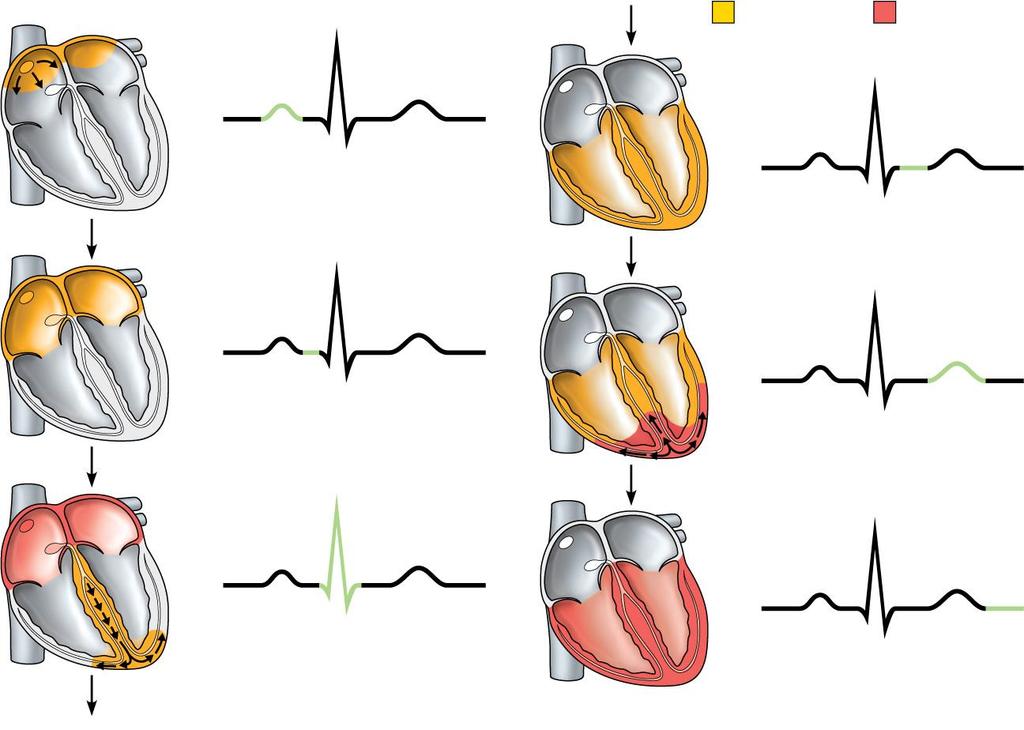 SA node Depolarization R Repolarization R T P Q S 1 Atrial depolarization, initiated by the SA node, causes the P wave. R AV node T P Q S 4 Ventricular depolarization is complete.