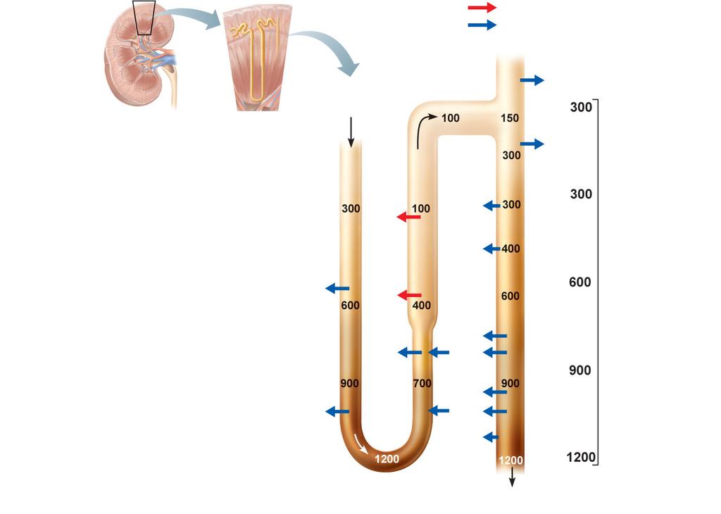 Active transport Passive transport Descending limb of loop of Henle Cortex Collecting duct DCT H 2 O H 2 O Water channels inserted in collecting duct (facultative