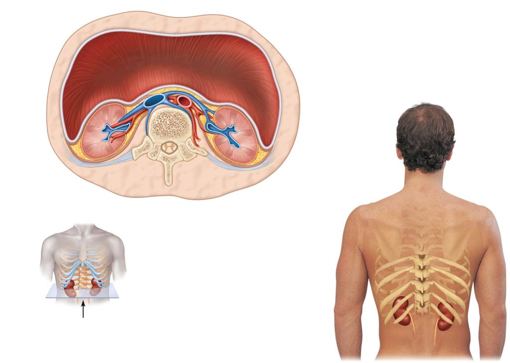 Peritoneum Renal vein Renal artery Body of vertebra L 2 Body wall (a) Anterior Peritoneal cavity (organs removed) Posterior Inferior vena cava