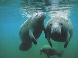 Sirenians (Manatees) Live in freshwater and come up for air Herbivores eat sea grasses and other aquatic vegetation Feed in herds of tens or